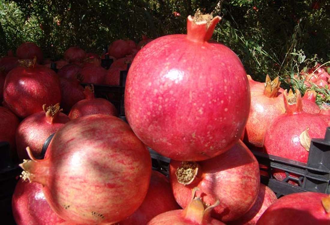 انار انبوه رودبار